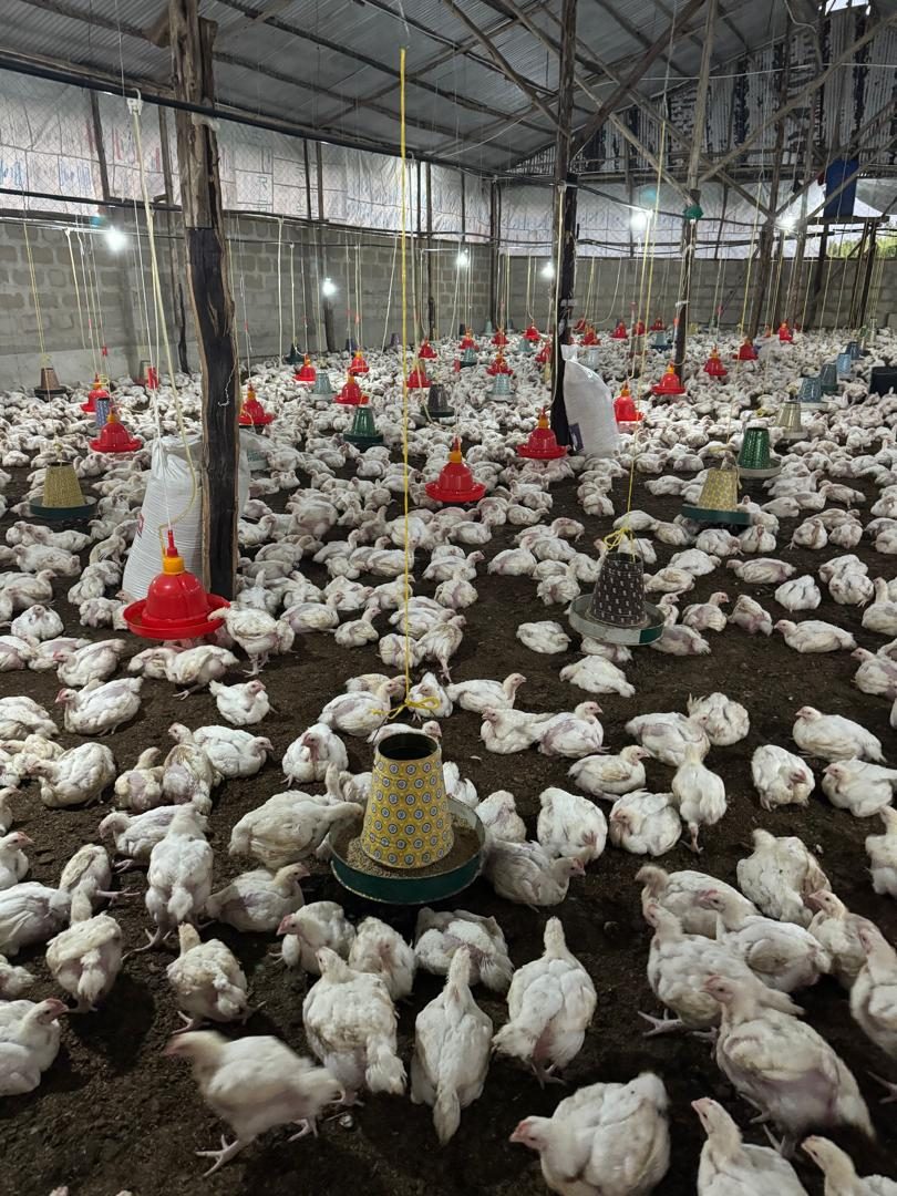 Broiler chickens inside a City Grow poultry house