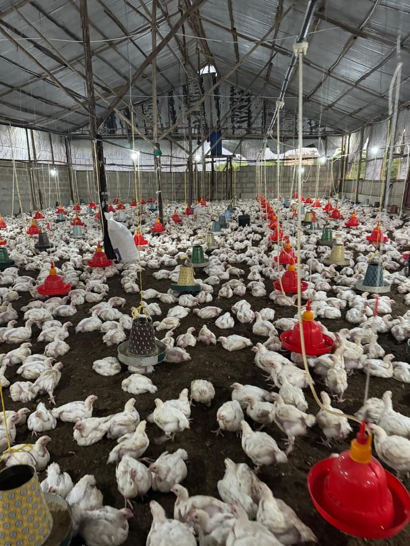 Broiler chickens with feeders and drinkers