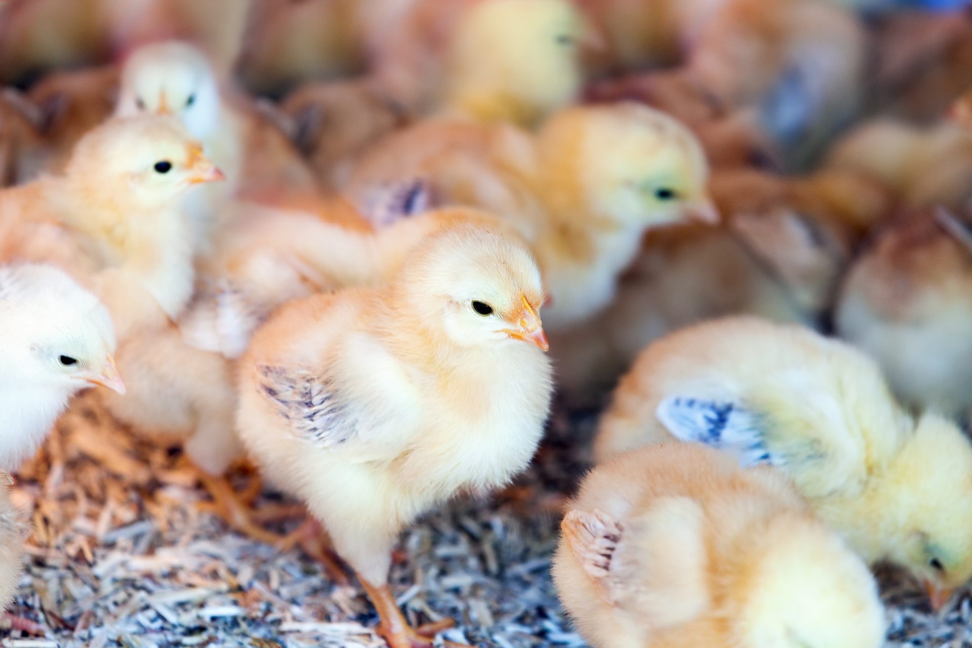 Young chicks on fresh litter