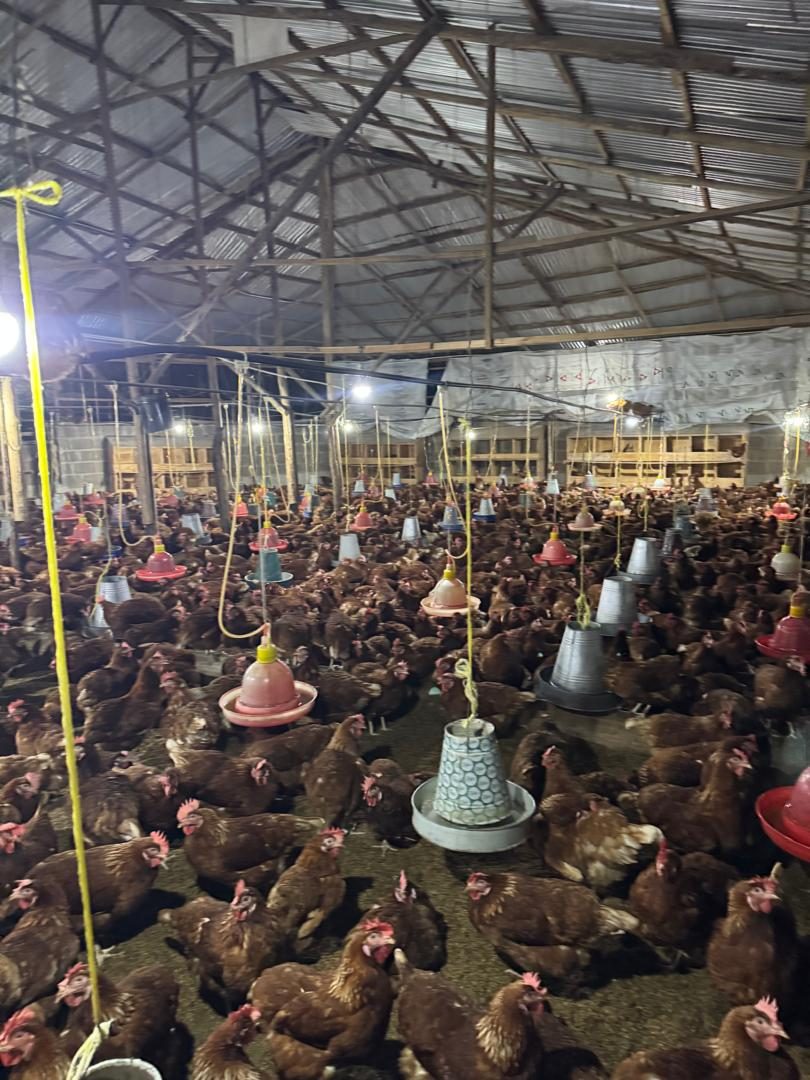 Laying hens inside a City Grow poultry house