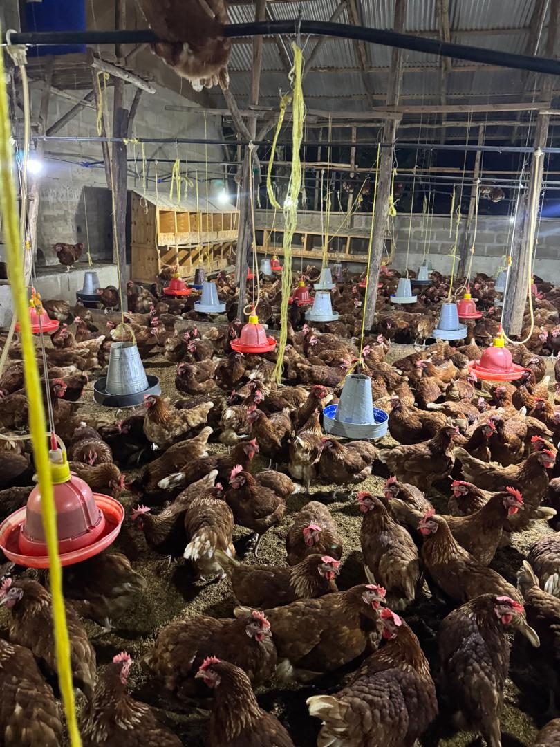 Laying hens with feeders, drinkers and nest boxes